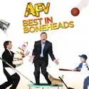 America's Funniest Home Videos, Best in Boneheads cast, spoilers, episodes, reviews