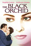 The Black Orchid summary, synopsis, reviews