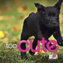 Too Cute!, Season 2 cast, spoilers, episodes, reviews