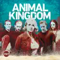 Animal Kingdom, Seasons 1-4 watch, hd download