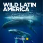 Wild Latin America, Season 1