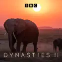 Cheetah - Dynasties from Dynasties, Season 2