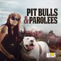 Pit Bulls and Parolees, Season 11 cast, spoilers, episodes and reviews