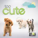Too Cute!, Season 6 cast, spoilers, episodes, reviews