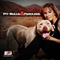 Pit Bulls and Parolees, Season 3 watch, hd download