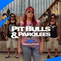 Pit Bulls and Parolees, Season 14 cast, spoilers, episodes and reviews