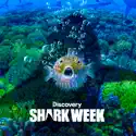 Shark Week 2019 cast, spoilers, episodes, reviews