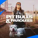 Pit Bulls and Parolees, Season 17 cast, spoilers, episodes, reviews