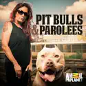 Pit Bulls and Parolees, Season 10 watch, hd download