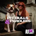 Pit Bulls and Parolees, Season 9 watch, hd download