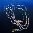 Secrets of the Octopus, Season 1 release date, synopsis and reviews