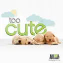Too Cute!, Season 3 watch, hd download